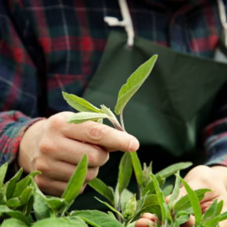 Zahrada Kouzelné bylinky